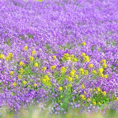 2024年最新】紫花の人気アイテム - メルカリ