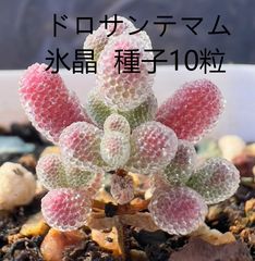 ユーフォルビア　トム　Euphorbia Cv tom 接ぎ降ろし　9頭　良型 ユーフォルビア トム Euphorbia Cv tom 接ぎ降ろし 9頭 良型