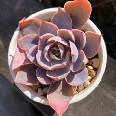 カンテ×シャビアナ　抜き苗　多肉植物　モフ多肉　エケベリア