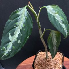 【葉が大きめ】アグラオネマ ピクタム トリカラー  #21 / 斑入り 観葉植物