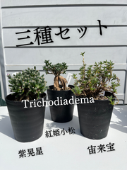 みねちゃん様専用‼️　トリコディアデマ　紫晃星　デンサム　紅姫小松　ブルボスム　宙来宝　ステラツム　3種セット　➕デンサム2株