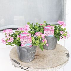 花苗 栄養系 バーベナ ピンクポップ 3.5号 多年草 四季咲き 這性 育てやすい