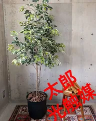 数量限定・即納特価!! 光触媒 人工観葉植物 ウォールグリーン フェイク