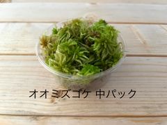 栽培ものオオミズゴケ 中パック 有福MOSS