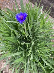 信州産ニゲラ・矢車草・おまけの金梅草 国華園オンラインショップ / 種 花たね 矢車草セット 3種3袋 信州産
