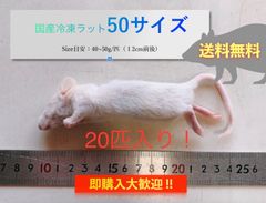 【送料無料】国産冷凍ラット50サイズ20匹入@即購入OK！北海道・沖縄の方も送料無料です！