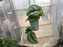 スキンダプサス・トレビー　4号　ハンギング　観葉植物　インテリア　グリーン　屋内　インドア　装飾　オシャレ　可愛い