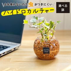 観葉植物 ハイドロカルチャー アイビー オレンジゼオライト 土を使わない ミニ 観葉 母の日 初心者 小さい おしゃれ 開店祝 風水 卓上 玄関 インテリア リビング 送料無料