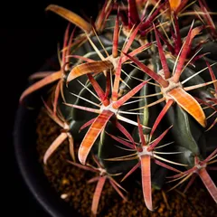 2026年最新】金冠竜の人気アイテム - メルカリ