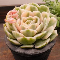 MA114	オンスロー錦	【イータニク】多肉植物　韓国苗　第四種郵便発送