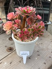 アエオニウム ゴージャス トロピカルガーデン 多肉植物
