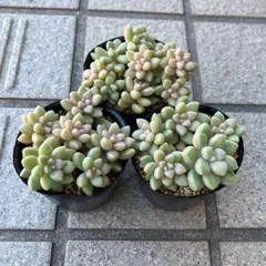 2025年最新】多肉 カット苗セットの人気アイテム - メルカリ