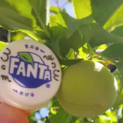 えにしあす様　専用ページ　青梅A級B級ブレンド青梅10kg