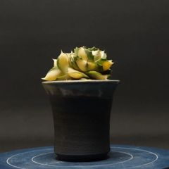 "Agave potatorum variegata" アガベ ポタトルム　バリエガータ 管理2257