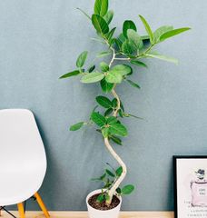 ［現品］※売約済※  法人価格　19番　フィカス　ベンガレンシス　曲がり　8号　観葉植物　室内　大型　ゴムの木　育てやすい　受け皿付き