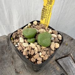コノフィツムトウルンカツムウィゲティエ変種(55301)