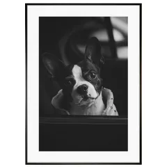 動物写真 犬 ボストンテリア インテリア モノクロアートポスター額装 AS1822