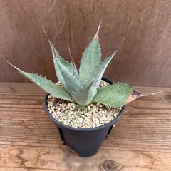 アガベ アメリカーナ Agave americana アガヴェ リュウゼツラン 竜舌蘭 センチュリープラント アガヴェ リュウゼツラン 竜舌蘭  青の竜舌蘭 アオノリュウゼツラン 観葉植物 観葉 植物 珍奇植物 珍奇 珍しい レア 希少  おうち時間 グリーン