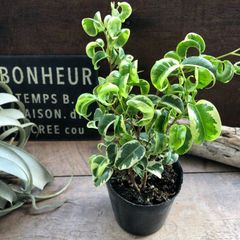 ポットごと　シタシオン♡ベンジャミン♡斑入り♡観葉植物♡インテリア