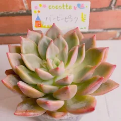2022年最新】多肉植物 韓国苗新品種の人気アイテム - メルカリ