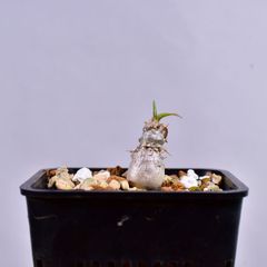 3R5 実生 パキポディウム・エブレネウム Pachypodium rosulatum var. eburneum コーデックス 塊根植物 2.5号鉢 パキポディウムエブレネウム