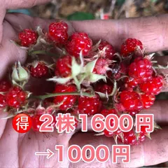 ⭐️冬苺苗2株⭐️ 2株1600円→1000円 木苺苗　木いちご　フユイチゴ苗　ふゆいちご苗　冬いちご苗