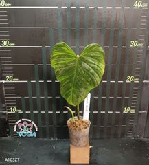 フィロデンドロン マジェスティックPhilodendron Majestic