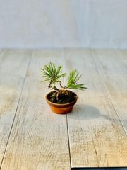 黒松　小品盆栽　ミニ盆栽　くろまつ