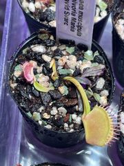 Cephalotus follicularis Big Mouth Original From Kai Becker CZP  セファロタスフォリキュラリス ビッグマウス 食虫植物 観葉植物 - メルカリ