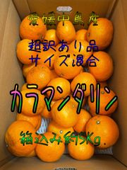 【愛媛中島産】カラマンダリン　サイズ混合　超訳あり品　箱込み約5Kg.