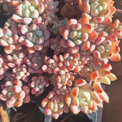 ☆氷の花☆２ポットセット♪多肉植物