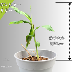 【沖縄育ち】約33cm ジンジャーリリー 苗 観葉植物 15-6