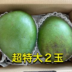 【谷平】新鮮な摘果マンゴー　グリーンマンゴー 大量セット9.5kg 谷平様専用】新鮮な摘果マンゴー グリーンマンゴー 大量セット9.5kg