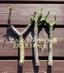 プルメリア カット苗 2又5本 - メルカリ