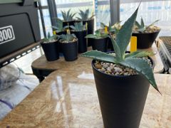 US輸入 アガベ シャウイー