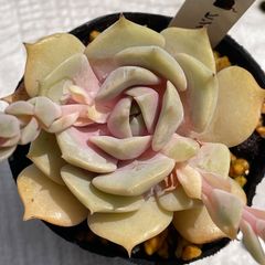 ピンクフロイド　多肉植物　エケベリア　韓国苗