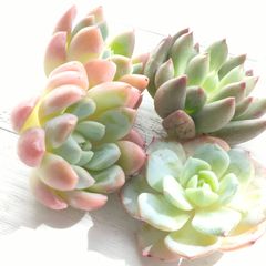 多肉植物 アニー コーンポッピー 3苗セット   エケベリア 韓国苗 カット苗