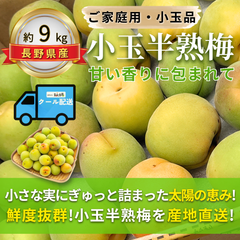 小玉半熟梅 ～甘い香りに包まれて～ 【内容量】約9kg【配送方法】クール配送【サイズ】L以下【品目】梅（うめ）【品種】当店お任せ【産地】長野県【規格】ご家庭用A品B品混合【詰め方】バラ詰め【配送までの日数】1～4日