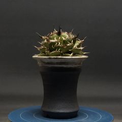 "Agave titanota" アガベ チタノタ【ハデス】 管理2239