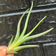 ガッチリ肉厚＊ 赤花品種＊ 子株＊ チランジア アルベルティアナ Tillandsia albertiana＊エアプランツ＠フラワーショップ江口
