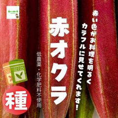 赤オクラの種　１袋５０粒以上