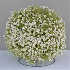 2025年最新】苗の人気アイテム - メルカリ