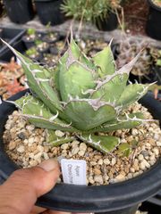 Hu Plants髭さん アガベ台湾ハイブリッド 特白肌怒雷神X屈原 子株2株付