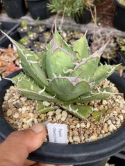 オアハカオテロイ　大株 ワイルドオテロイ オアハカ | O.K.BowL STORE