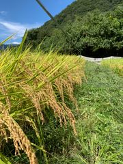自然栽培 湧水で育てた手植え はせがけ天日干し 明治時代のお米 玄米