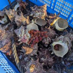 漁師直送 活オニヤドカリ  活かしオニヤドカリ 45匹 大、中、小、混在 送料込み