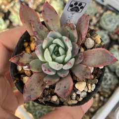 トリピア　抜き苗　多肉植物　モフ多肉　エケベリア