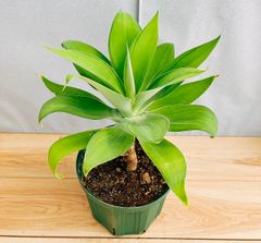 ［現品］【希少】12番　アガベ　アテナータ　斑入り　カラズストライプ　観葉植物　レア　綺麗　屋外　多肉植物　珍しい