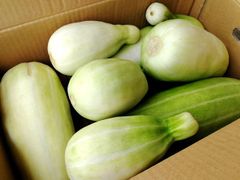【ご家庭用】広島産　白瓜　３L~L　B　約5ｋｇ1箱（5～9本入り）