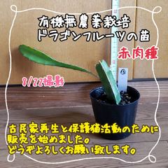 【新芽ぐんぐん♪】無農薬栽培ドラゴンフルーツの苗⑬